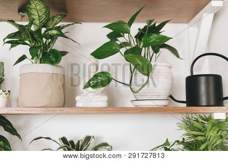 Stylish Wooden Shelves With Green Plants And Black Watering Can. Modern Hipster Room Decor. Epipremn