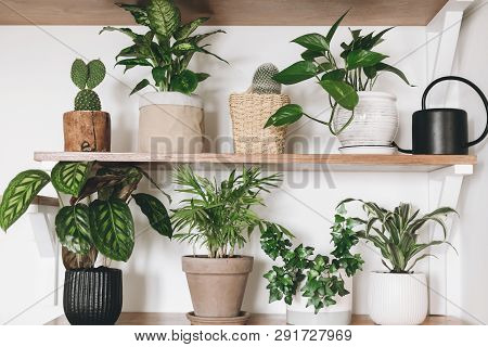 Stylish Wooden Shelves With Green Plants And Black Watering Can. Modern Hipster Room Decor. Cactus, 