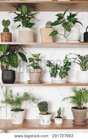 Stylish Wooden Shelves With Green Plants And Black Watering Can. Modern Hipster Room Decor. Cactus, 
