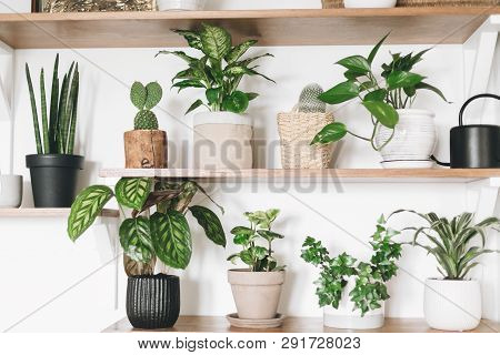 Stylish Wooden Shelves With Green Plants And Black Watering Can. Modern Hipster Room Decor. Cactus, 
