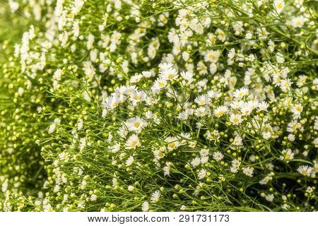 Greater Stitchwork (stellaria Holostea) Flowers In A Woodland In Spring.