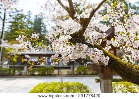 Cherry Blooming At Japanese Shrine In Spring