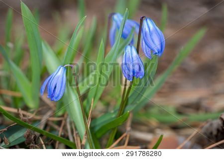 Nice scilla bifolia wid flowers in spring time