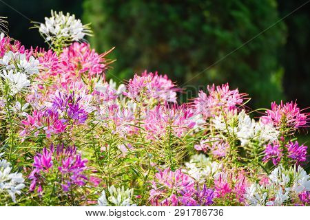 Flowes Field Of Pink And White Spider Flower / Cleome Hassleriana
