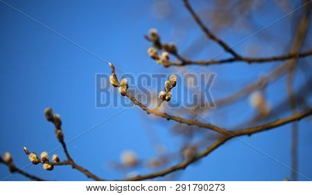 Nice Fresh Flowering Pussy Willow Branches In Early Spring. Salix Caprea