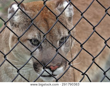 Aldergrove, British Columbia. March 25, 2019 - A Couger Paces The Cage At The Greater Vancouver Zoo