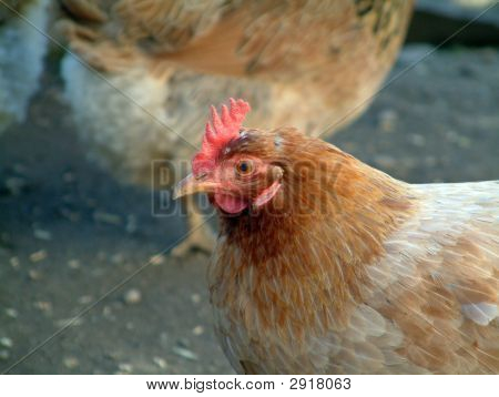 Pollo