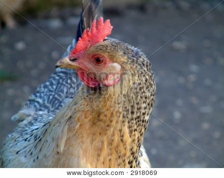 Pollo, uno pollo