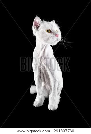 White Funny Groomed Cat With A Short Haircut And Wiht Tassel Tail Isolated On A Black Background.