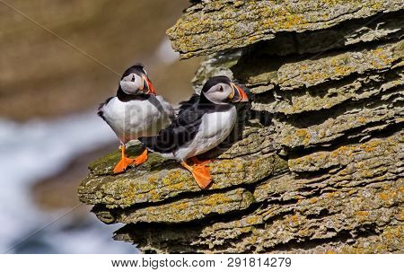 Dead End, Or Atlantic Dead End (fratercula Arctica) - A Species Of Seabirds. They Live On The Coasts