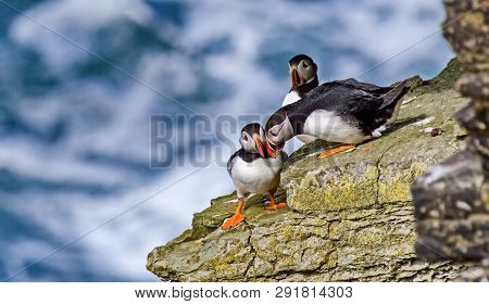 Dead End, Or Atlantic Dead End (fratercula Arctica) - A Species Of Seabirds. They Live On The Coasts