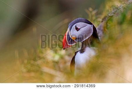 Dead End, Or Atlantic Dead End (fratercula Arctica) - A Species Of Seabirds. They Live On The Coasts