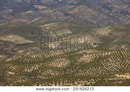 Olive Tree Fields In Andalusia. Spanish Agricultural Harvest Landscape. Jaen