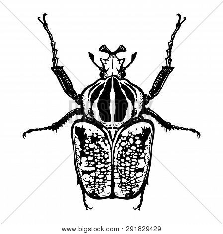 Goliath.black And White Sketch. Insect Beetle Isolated On White Background. Realistic Drawing Bug. V