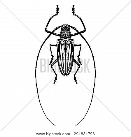 Black And White Sketch. Insect Beetle Isolated On White Background. Realistic Drawing Bug. Vector Il