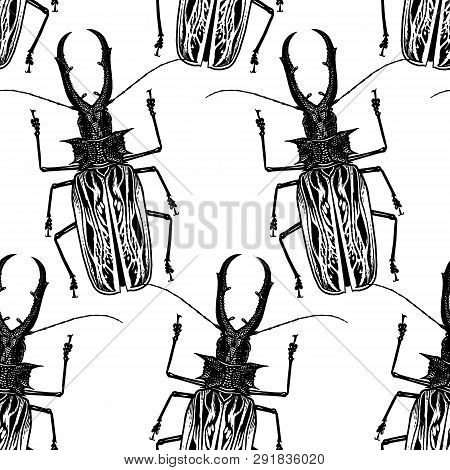 Insect Beetle Isolated On White Background. Seamless Pattern. Black And White Sketch. Realistic Draw