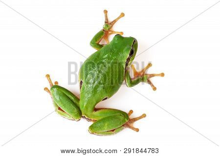 Green Tree Frog Climbing On White Close-up Hyla Arborea