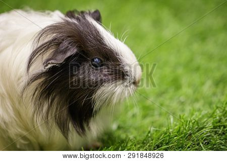 Image Of Guinea Pig On The Lawn. Pets. Animals.
