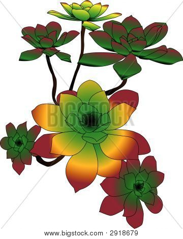 Aeonium