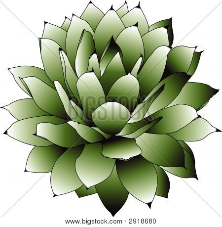 Agave
