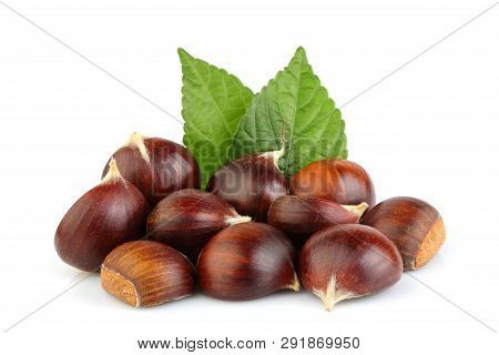 Chestnuts With Leaves Isolated On White Background. Hippocastanum.