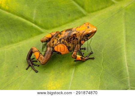 Poison dart frog, Oophaga histrionica. A small poisonous animal from the rain forest of Colombia. 
