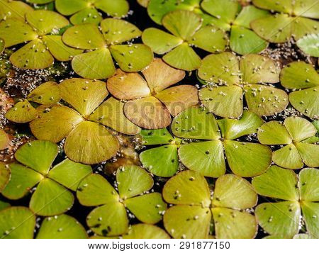 Green Natural Background From Duckweed (lemnoideae) In A Pond In The Sunny Day.
