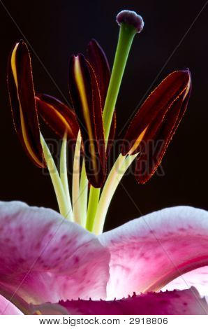 Beautiful Pink Lily