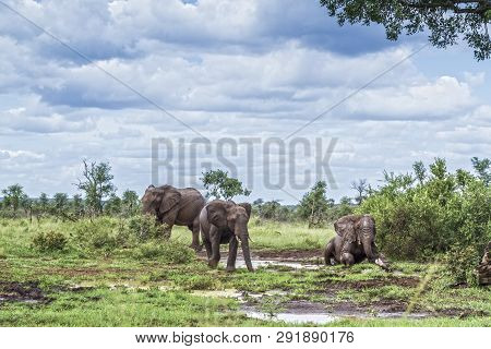 Three African Bush Elephant Mud Bathing In Kruger National Park, South Africa ; Specie Loxodonta Afr