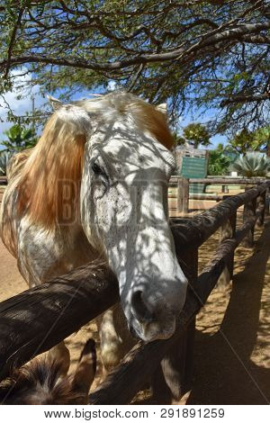Gray Fleabitten Draft Horse Standing At A Fence Rail.