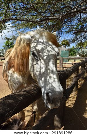 Large Draft Horse Standing In Dappled Sunlight
