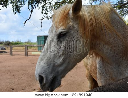 Stunning Fleabitten Gray Draft Horse In A Dirt Paddock.