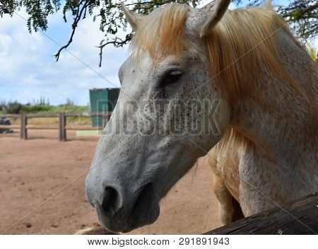 Stunning Dappled White And Gray Draft Horse.