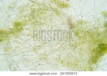 Filamentous Algae Image & Photo (Free Trial) | Bigstock