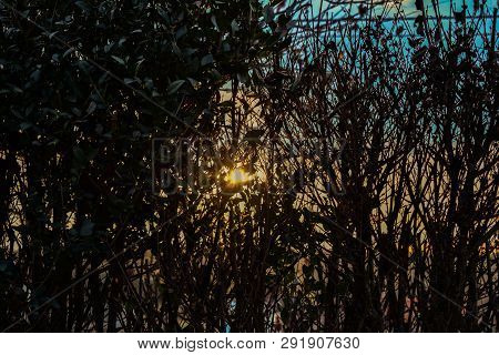Looking At The Oragnge Sky And The Setting Sun Through A Fence Of Hedge