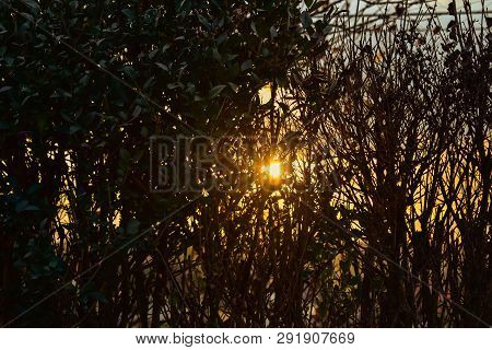 Looking At The Oragnge Sky And The Setting Sun Through A Fence Of Hedge