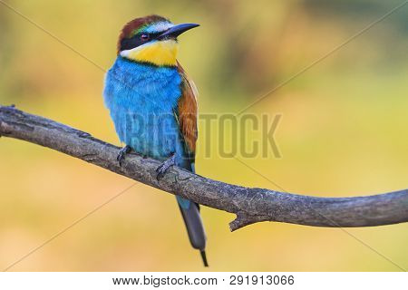 Beautiful Colored Bird Sits Proudly On A Branch