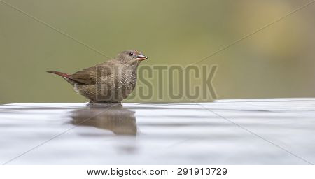 Red-billed Firefinch Female Having A Bath To Cool Down In A Shallow Pool