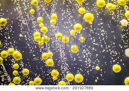 Bacteria Grown From Skin Smear, Colonies Of Micrococcus Luteus And Staphylococcus Epidermidis On Pet