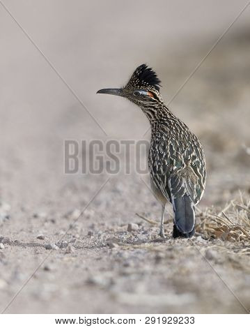 Greater Roadrunner (geococcyx Californianus) - Bosque Del Apache National Wildlife Refuge, New Mexic