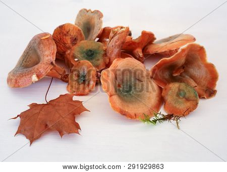 Mushroom Lactarius Deliciosus, Commonly Known As The Saffron Milk Cap And Red Pine Mushroom, On The 