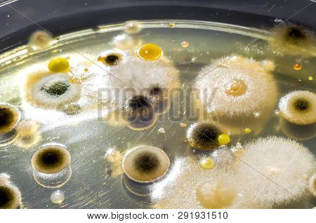 Colonies Of Different Bacteria And Mold Fungi Grown On Petri Dish With Nutrient Agar, Close-up View.