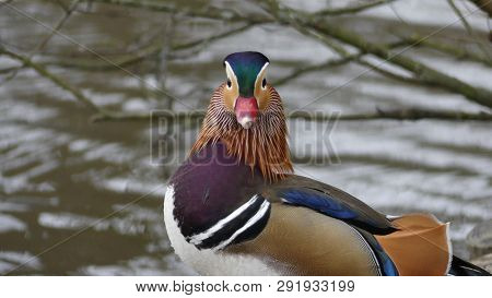 Aix Galericulata - A Mandarin Duck. Were Introduced To The Uk From China