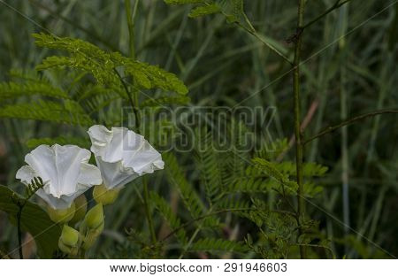 Beautiful White Flowers That Bloom In The Garden