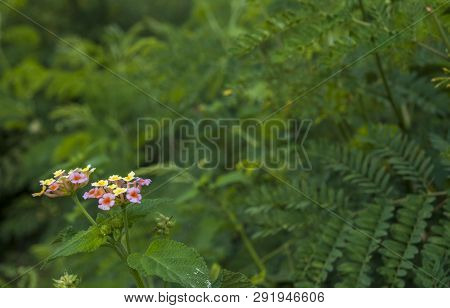 Pink And Yellow Lantana Camara Flowers In The Summer Garden