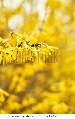 Early Blooming Yellow Forsythia Flowers. Forsythia X Intermedia, Europaea. Forsythia Is A Garden Bus