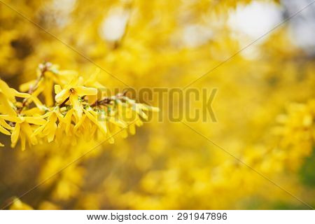 Early Blooming Yellow Forsythia Flowers. Forsythia X Intermedia, Europaea. Forsythia Is A Garden Bus