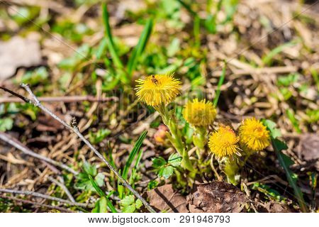 Mother And Stepmother In The Grass Grows. Yellow Flowers. Primroses