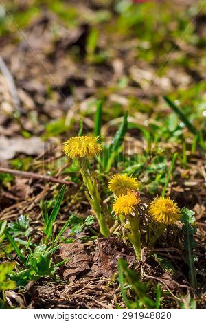 Mother And Stepmother In The Grass Grows. Yellow Flowers. Primroses