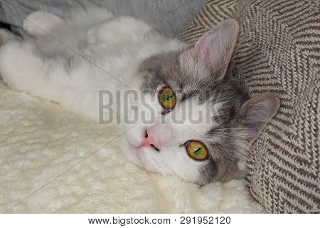 A Portrait Of A Long Haired Ragamuffin Domestic Cat